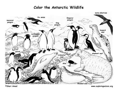 antarctica animals coloring page